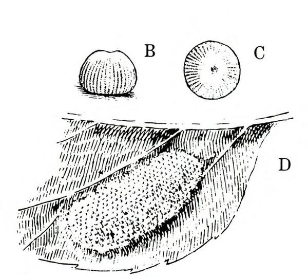 B shows loaf-shaped, ridged egg. C shows egg with spot at top and ridged sides. D shows oval mass of eggs on portion of leaf. Black and white art.