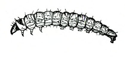 Side view of curved, slender caterpillar with legs, prolegs, and pointed head. Tapered at rear. Short, fine hairs on body. Black and white art.