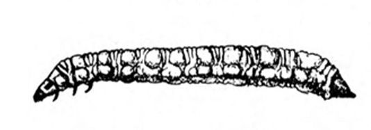 Side view of slender grub with very small, pointed head and pointed, hardened last body segment. Body has bumpy texture. Black and white art.