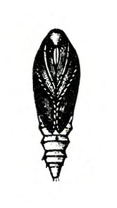 Oblong pupa with mouthparts, antennae, legs, and wing pads closely appressed to body. Visible abdomen strongly segmented. Some small bristles at rear.