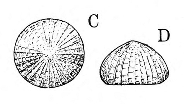 At left in top view, egg C is round with ridges radiating from center. Egg D in side view is domed and ridged. Black and white art.