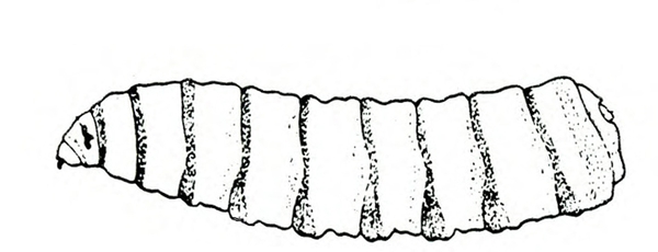 Slender, legless maggot, tapering to a point near head and more rounded at rear. Nine body segments. Black and white art.