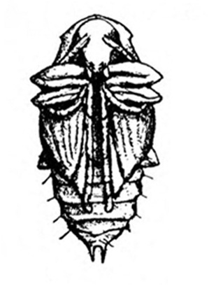 Bottom view of oval pupa with face, antennae, folded legs, and wing pads appressed to body. Segmented body below wing pads. Black and white art.