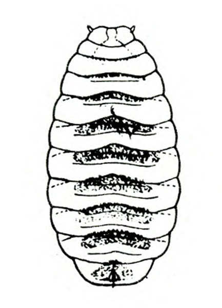 Oval puparium with eleven pronounced segments showing. Head at top with two short projections. Abdominal segments with narrow, dark bands. Black and white art.