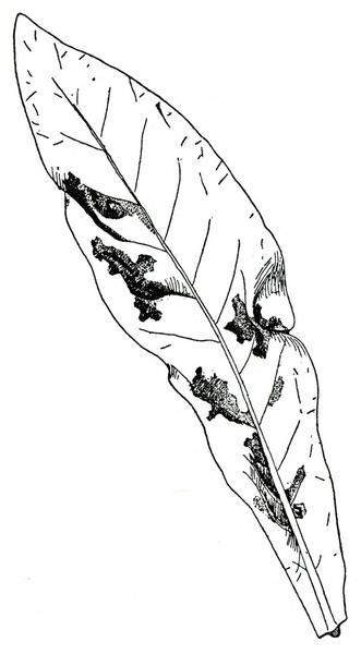 Single, long, narrow leaf with dark areas along veins indicating damage. Black and white art.