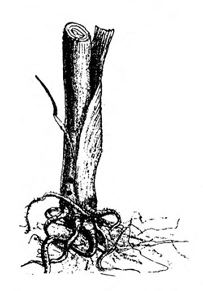 Lower section of corn stem with a tangled mass of roots. Black and white art.