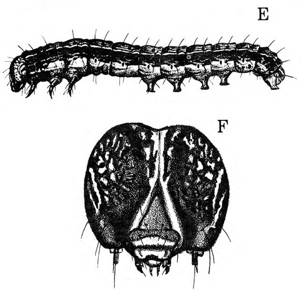 Side view of dark caterpillar at top. Image underneath is close-up of dark face with pale inverted Y apparent. Black and white art.