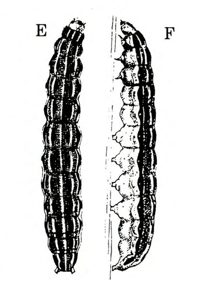 At left, top view of dark larva with light longitudinal stripes and plump body segments. At right, side view shows legs and prolegs. Black and white art.