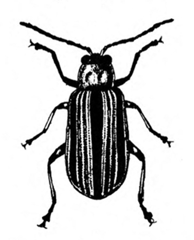 Oblong beetle, mostly shaded black. Top view. Alternating pale and dark lines down folded wings. White spot on femur of mid and hind legs. Black and white art.