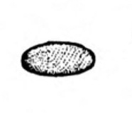 Oval egg on side. Outlined heavily in black with some faint crosshatching. Black and white art.
