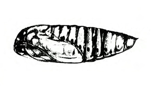 Side view of oval pupa tapering to point at tip. Head and wing pad on left. Segmented body visible above and to right of wing pad. Black and white art.