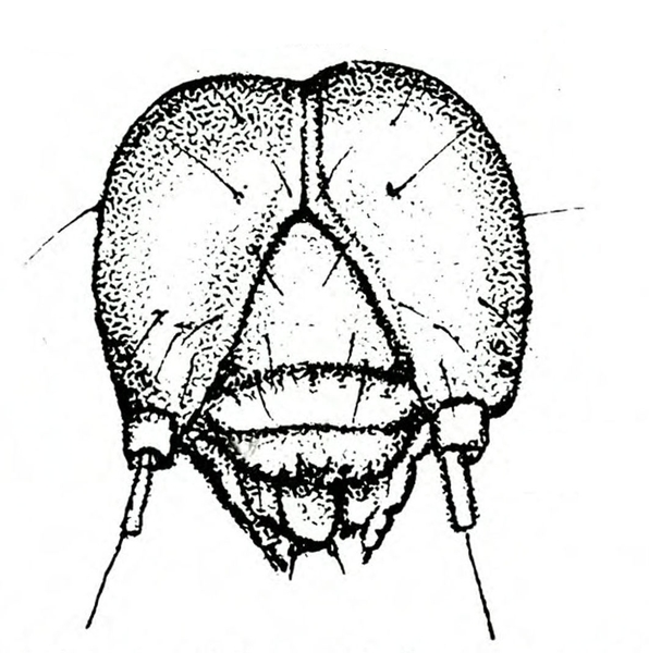 Close-up of face of worm head showing light coloration and antennae on either side of mouthparts. Black and white art.