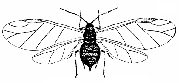 Top of aphid with wings spread. Black veins on thin, transparent wings. Body shaded black. Bulbous abdomen. Pairs of front and back legs bent like elbows.
