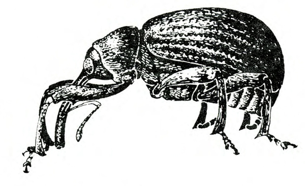 Side view of adult weevil with ridged wings folded over very humped back. Long snout is bowed downward. Sharp spurs visible on legs. Black and white art.