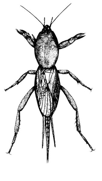 Oval prothorax with two legs modified for digging. Veined wings hide oval abdomen with three stout filaments. Four more legs visible. Black and white art.