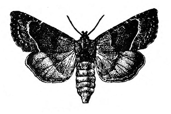 Moth with wings spread. Top view. Shaded mostly dark with pale line visible on each forewing. Deeply segmented abdomen ends in blunt point. Black and white art.