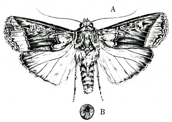 Top view. Spread, dark forewings with swirls and lines. Hind wings mostly light with venation and dark outer edges. Tiny round egg below. Black and white art.