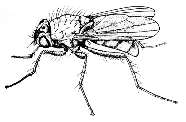 Fly with short, veined, paddle-shaped wings swept back. Side view. Segmented, tapered abdomen visible underneath. Hairs on thorax and legs. Black and white art.