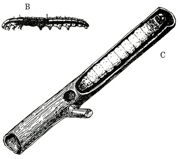 Side view of caterpillar, at upper left. To right and below, a segment of stalk partially dissected to show borer inside. Black and white art.