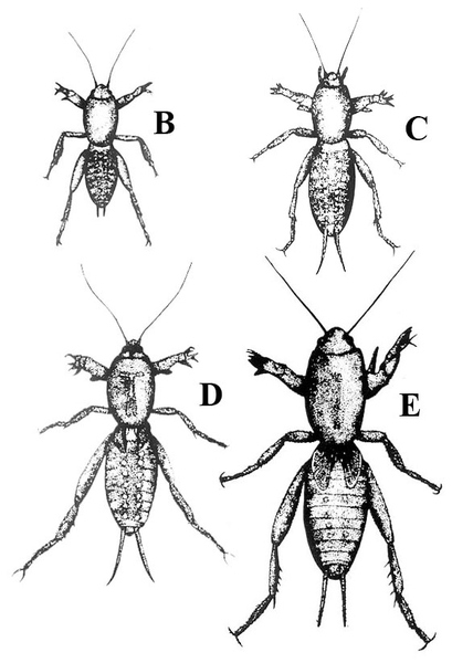 Four wingless nymphs, each progressively larger. Smallest labeled B. Largest labeled E. Black and white art.