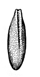 Spindle-shaped egg standing on end. Dark, vertical groove extending from top about two-thirds of the way down egg. Many, very small ridges. Black and white art.