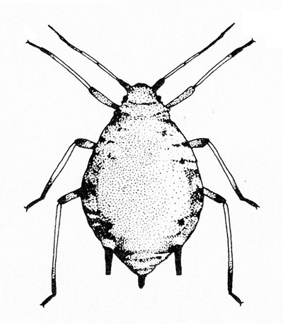 Top view of aphid with fat, convex body and three pairs of legs, black at tips and where bent. Short, black, stemlike cauda and two cornicles at base.