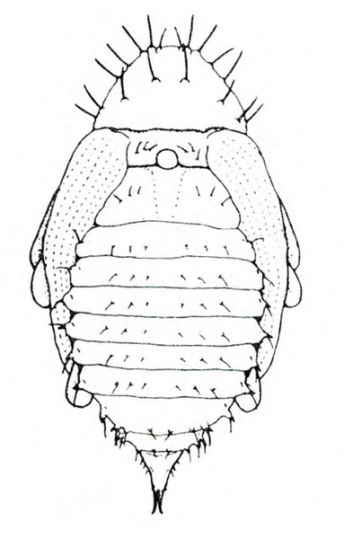 Convex pupa with long setae on head end and shorter ones on segmented body. Narrow, striated wing pads at sides. Leg joints just visible. Black and white art.