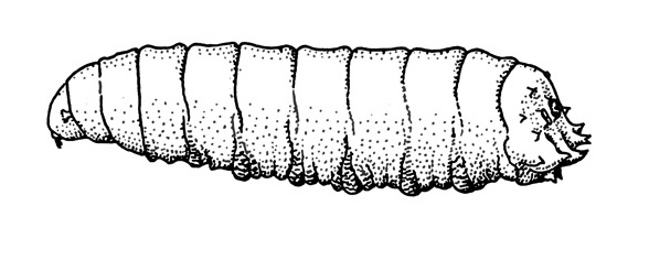 Side of maggot showing tapered, pointed head at left. Wider and more rounded at rear with a few spiracles protruding. Black and white art.
