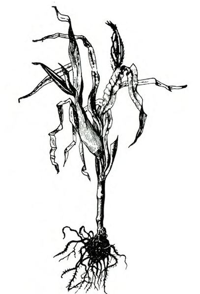 Uprooted corn plant showing root ball and outer roots, base of stem, and crinkled upper leaves. Black and white art.