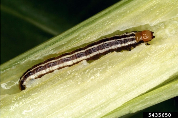 Corn stalk peeled to reveal mature, dark-brown borer with pale-yellow longitudinal stripes on body and small, lighter-brown head.