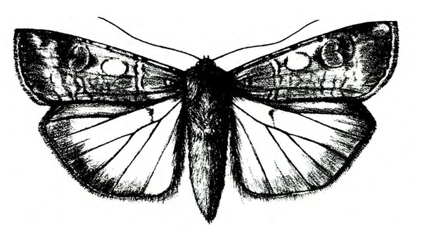 Top view. Wings spread. Forewings shaded dark with two light circles mid-wing. Hind wings light, with venation, and dark edges. Abdomen is pointed at tip.