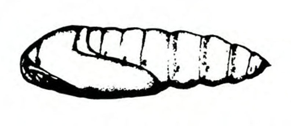 Side view of oval pupa tapering to point at rear. Head and wing pad on left. Segmented body visible above and to right of wing pad. Black and white art.