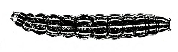 Top view of larva with light and dark longitudinal stripes. Black and white art.