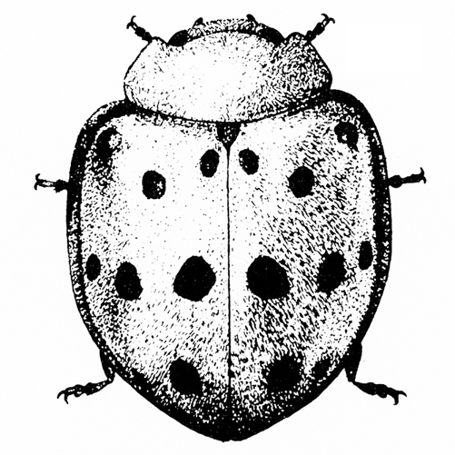 Top view of beetle. Wing covers closed over back form a shovel shape, pointed at bottom. Dark spots on wings. Small, wide head. Black and white art.