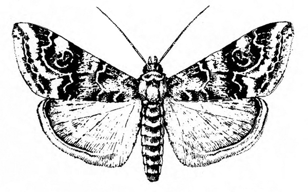 Top view with wings spread. Forewings shaded with swirls and wavy lines. Hind wings light with veins and outlined margins. Dark stripes across slender abdomen.