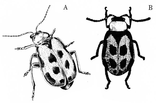 Two bean leaf beetles in top view. Wing covers closed. Black spots on wings. Image B, at right, has more shading, with black legs, head, antennae, and wings.