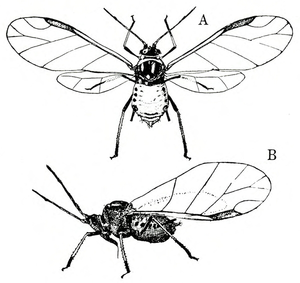 Aphid at top has veined, translucent wings spread, with two black marks at top edge of forewings. Aphid below appears humpbacked. Black and white art.