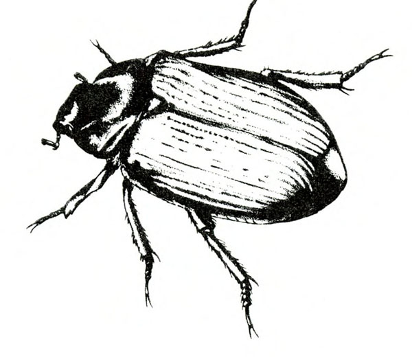 Side view of oval beetle with six, extended legs and ridged, leathery wing covers folded over back. Black and white art.