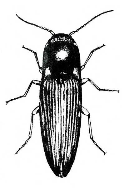 Top view. Dark, elongate body with rounded head. Pair of slender, ridged outer wing covers folded back. Six long, jointed legs. Two long antennae.