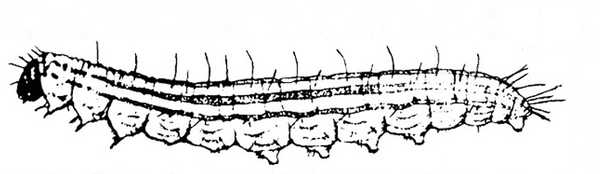 Side view of caterpillar with small, dark head. Legs and prolegs under body. Thin, dark stripes down back with sparse, upright hairs. Black and white art.