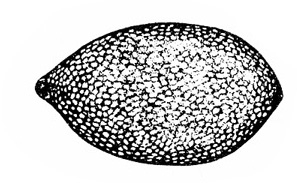 Side of egg shaped like a lemon seed. Black and white shading gives it a speckly texture.