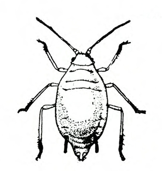 Top view of wingless aphid with body shaped like lemon seed. Two short, black cornicles on either side of tapered rear. Legs black at tips. Black and white art.