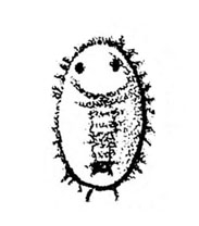Top view of flat, oval nymph with two eyespots near top. Horizontal lines indicate wrinkled skin. Fringe all around. Black and white art.