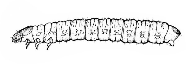 Side view of segmented caterpillar, tapered at head with three, tiny clawlike legs under and behind. Dotted with short hairs and spots. Black and white art.