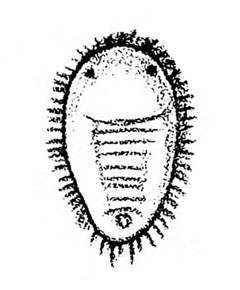 Top view of egg-shaped nymph with two eyespots near top. Horizontal lines indicate wrinkled skin. Fringe all around. Black and white art.