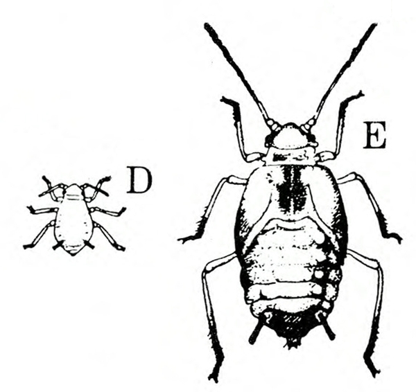 Tiny nymph at left, labeled D, with few markings. Much larger nymph at right, labeled E, more detailed, with wing buds behind head. Black and white art.