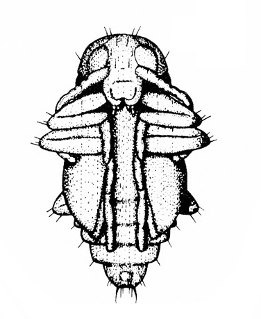 Bottom view with face, antennae, folded legs, and wing pads appressed to body. Segmented abdomen visible below wing pads and hind legs. Black and white art.