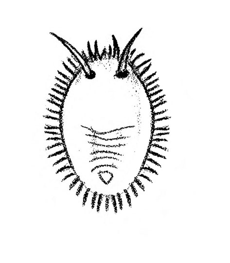 Top view of final stage of egg-shaped nymph with two long filaments at top, six wrinkles across back, and fringe all around body. Black and white art.