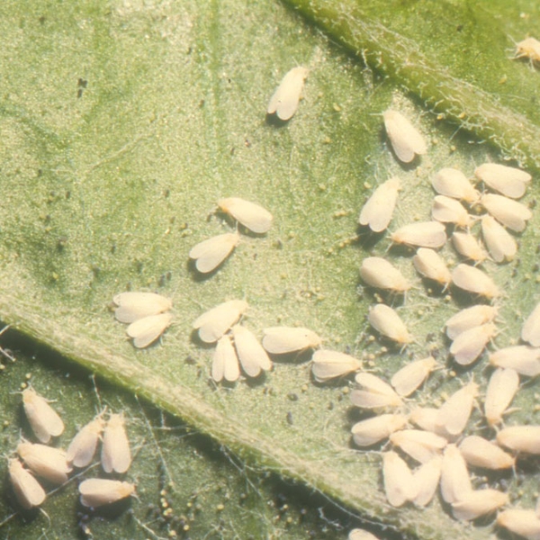 Close-up of pale-green leaf. Clusters of small, off-white triangles are whiteflies. Tiny eggs (specks) barely detectable.