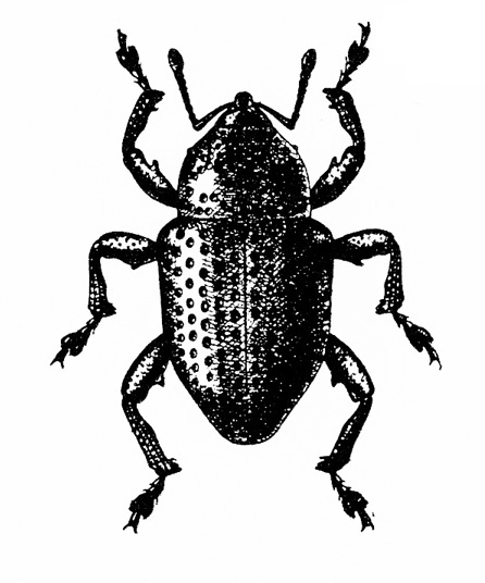 Top view of weevil’s bullet-shaped body with three pairs of legs splayed. Pair of slender antennae elbowed forward. Art mostly shaded black.